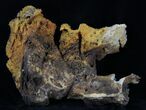 Agatized Fossil Coral With Druzy Quartz - Florida #30703-2